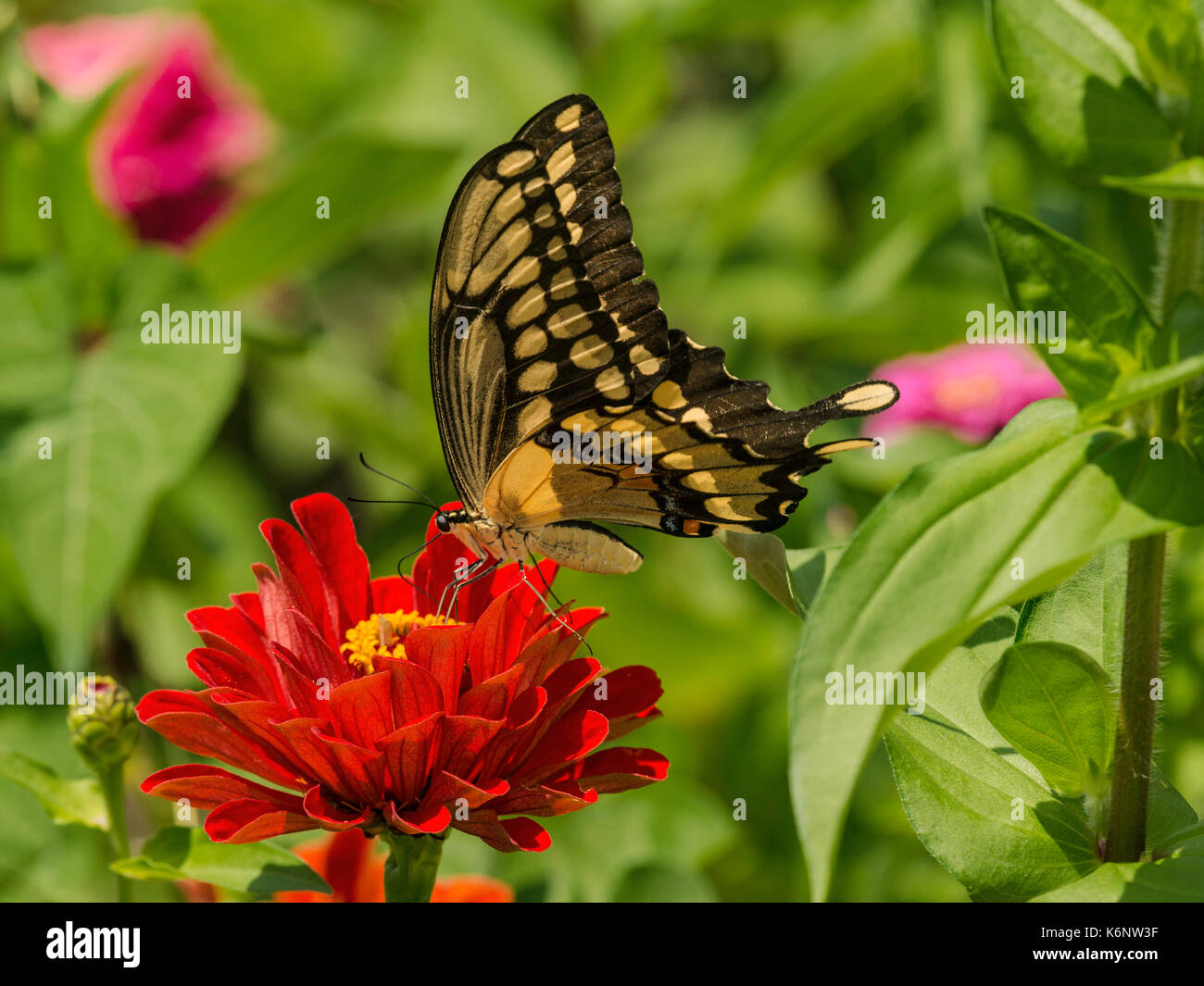 Giant Swallowtail butterfly on Zinnia flower. Stock Photo