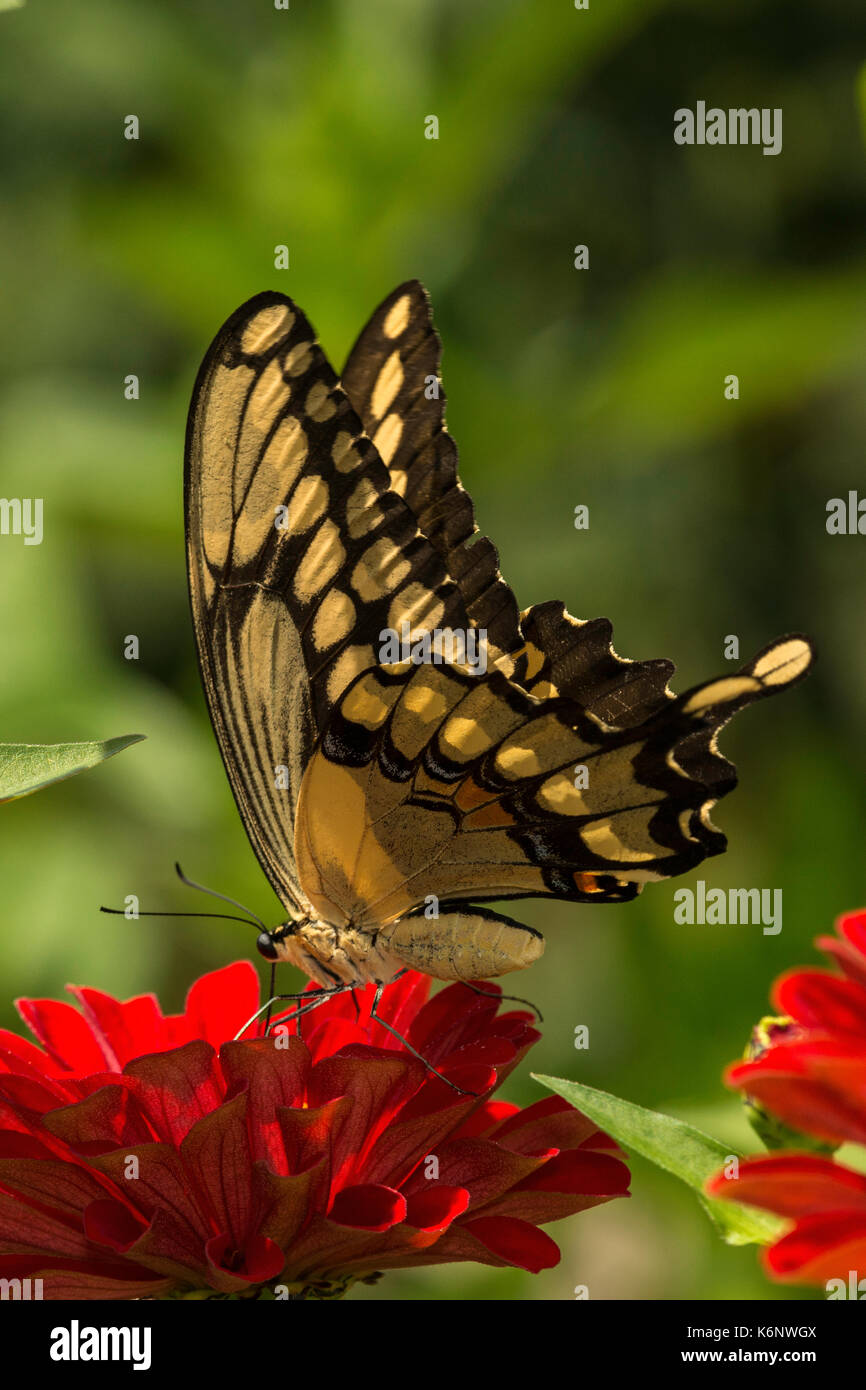 Giant Swallowtail butterfly on Zinnia flower. Stock Photo