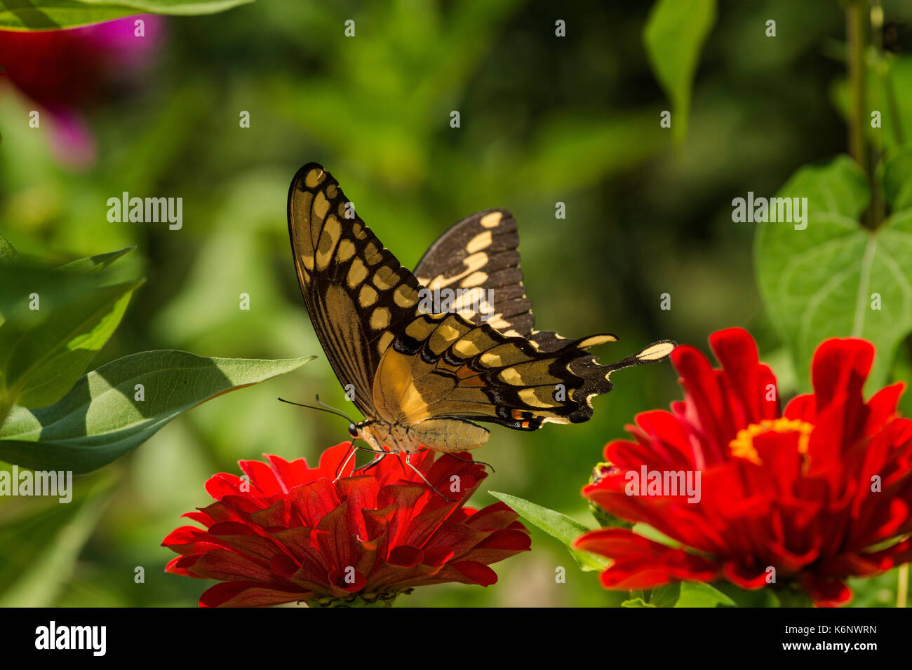 Giant Swallowtail butterfly on Zinnia flower. Stock Photo