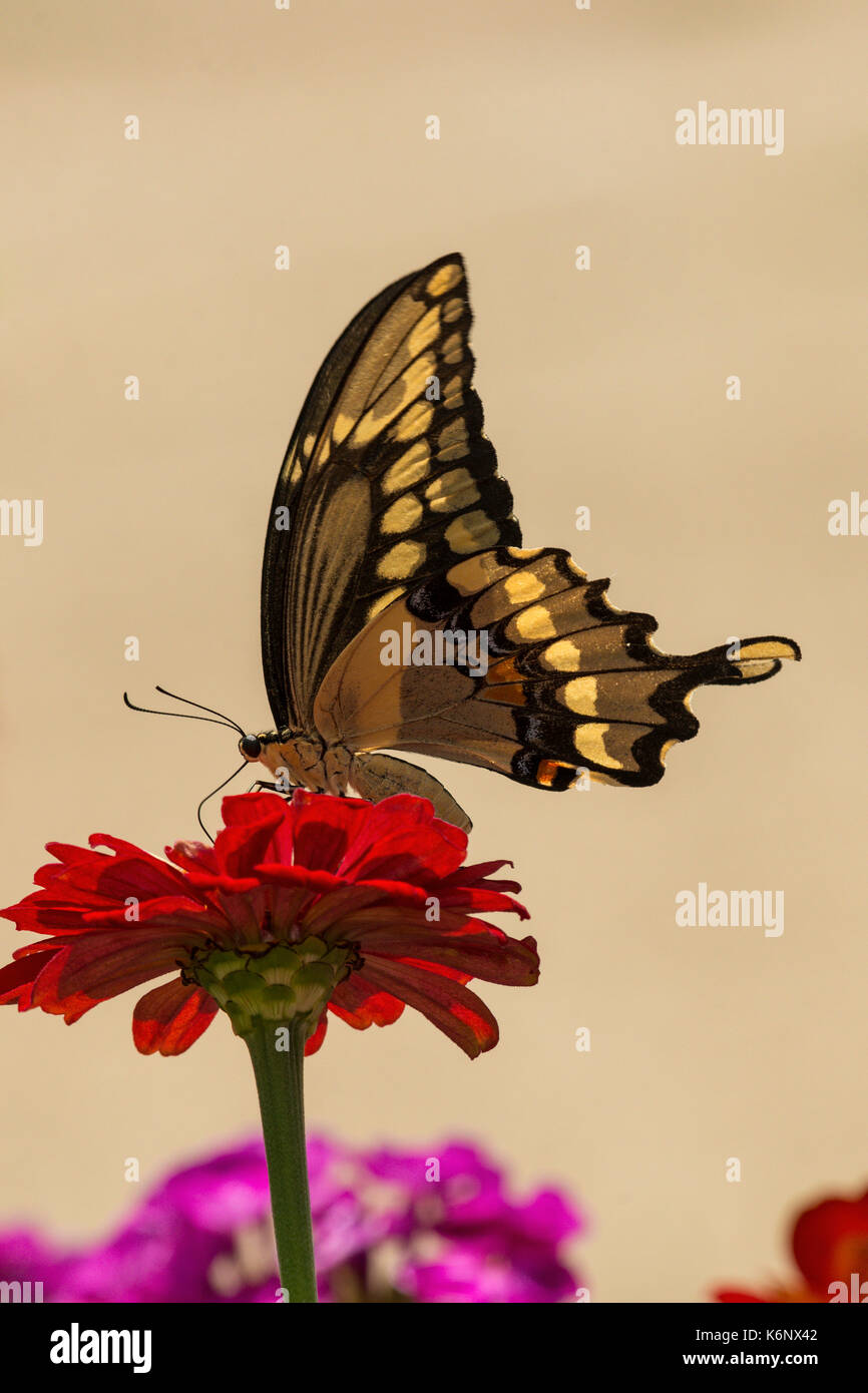 Giant Swallowtail butterfly on Zinnia flower. Stock Photo