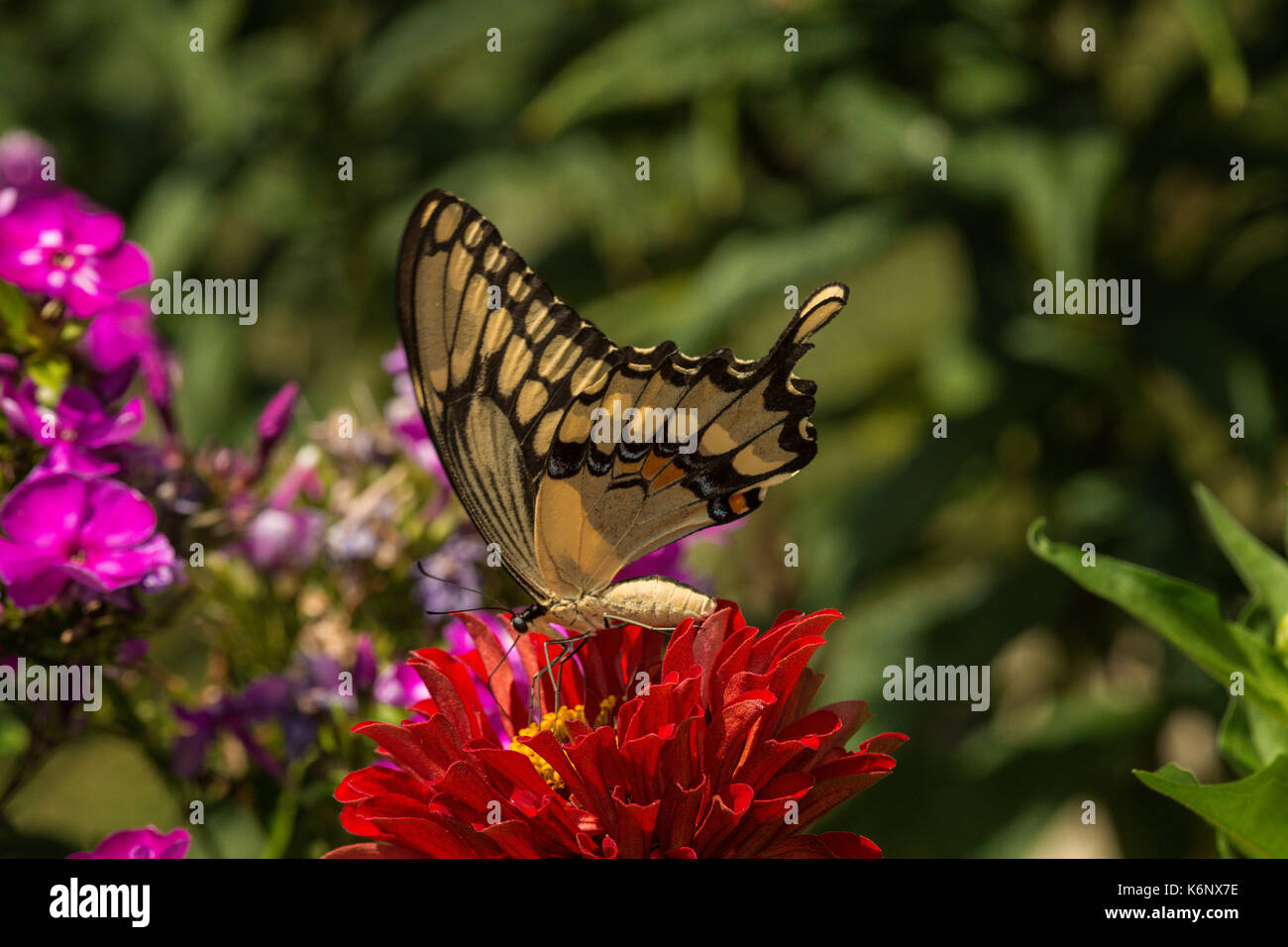 Giant Swallowtail butterfly on Zinnia flower. Stock Photo
