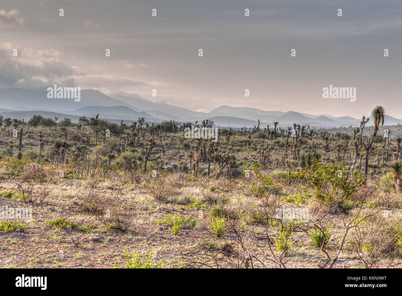 Desert skyline Stock Photo