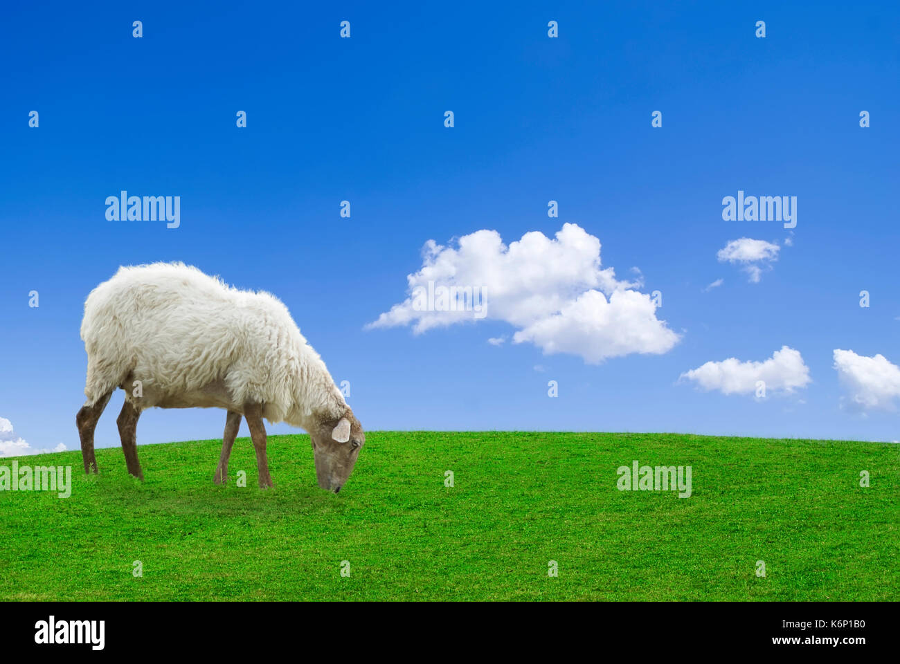 White sheep in a green grass against a blue sky Stock Photo - Alamy