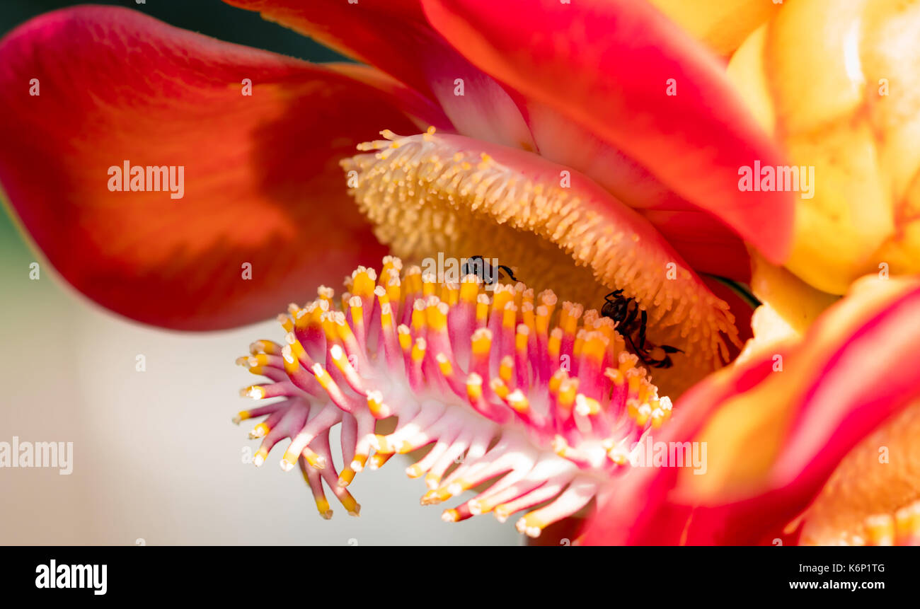 Two black yellow bee sucking sweet nectar from cannonball tree ( Couroupita guianensis Aubl. ) flowers. Attractive and charming woman concept Stock Photo