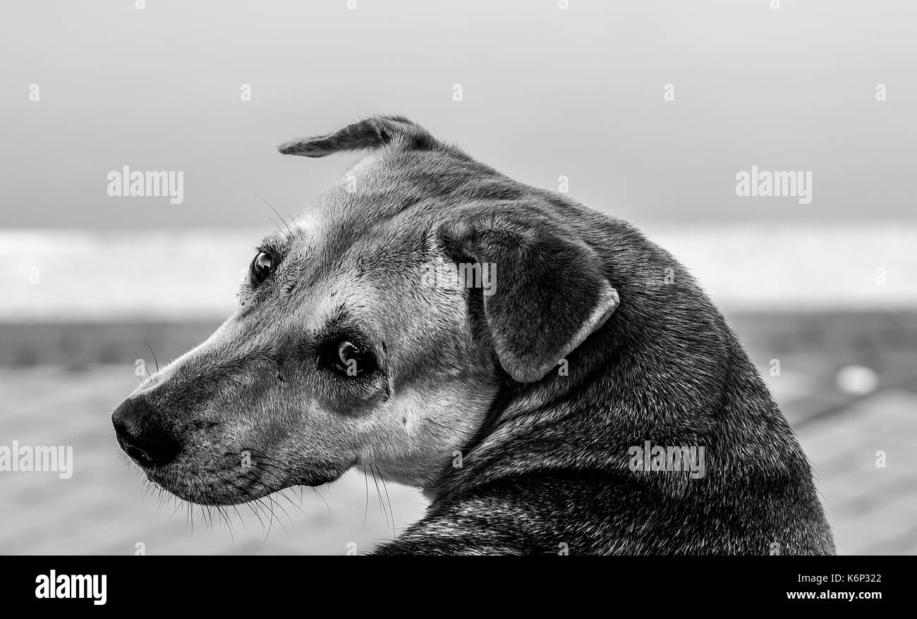 Black and white photo of a sad dog with copy space Stock Photo - Alamy