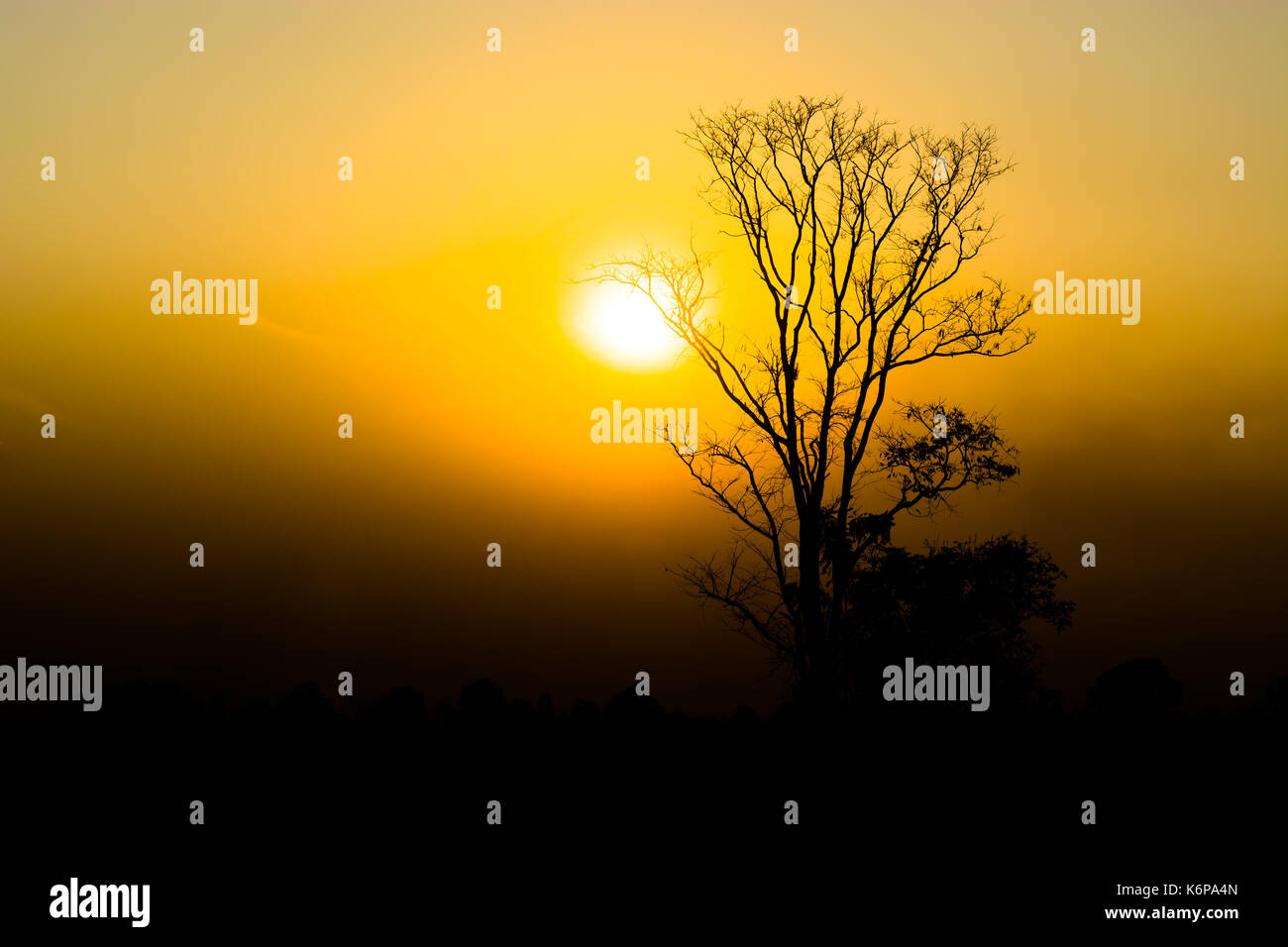 Silhouette tree on sunset background Stock Photo - Alamy