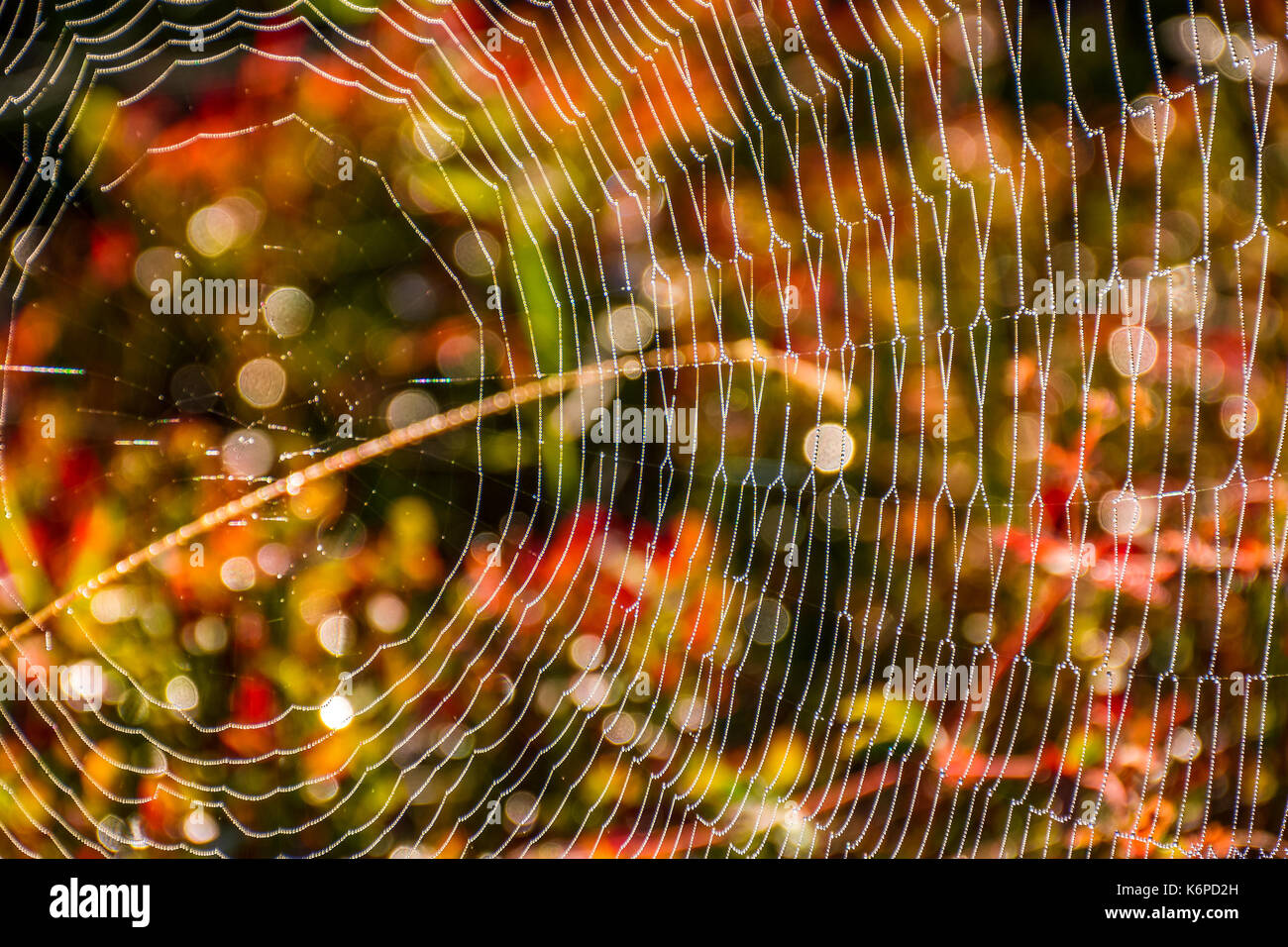 lovely background with web on beautiful foliage bokeh Stock Photo