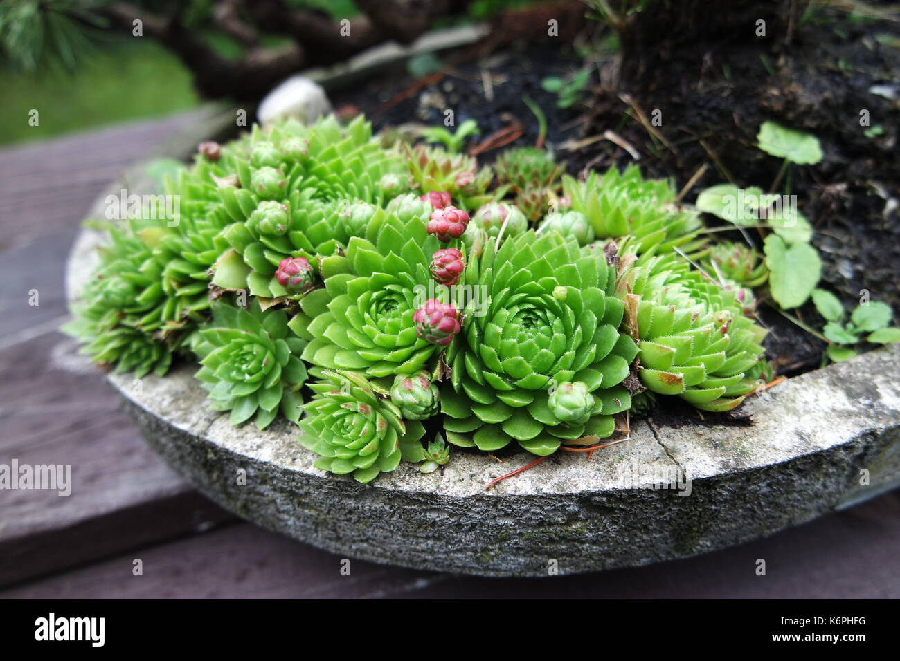 Green gem from a botanical garden in Prague Stock Photo - Alamy