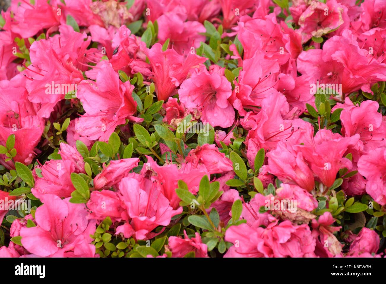 Pink Rhodos Pink rhododendrons in close up Stock Photo - Alamy