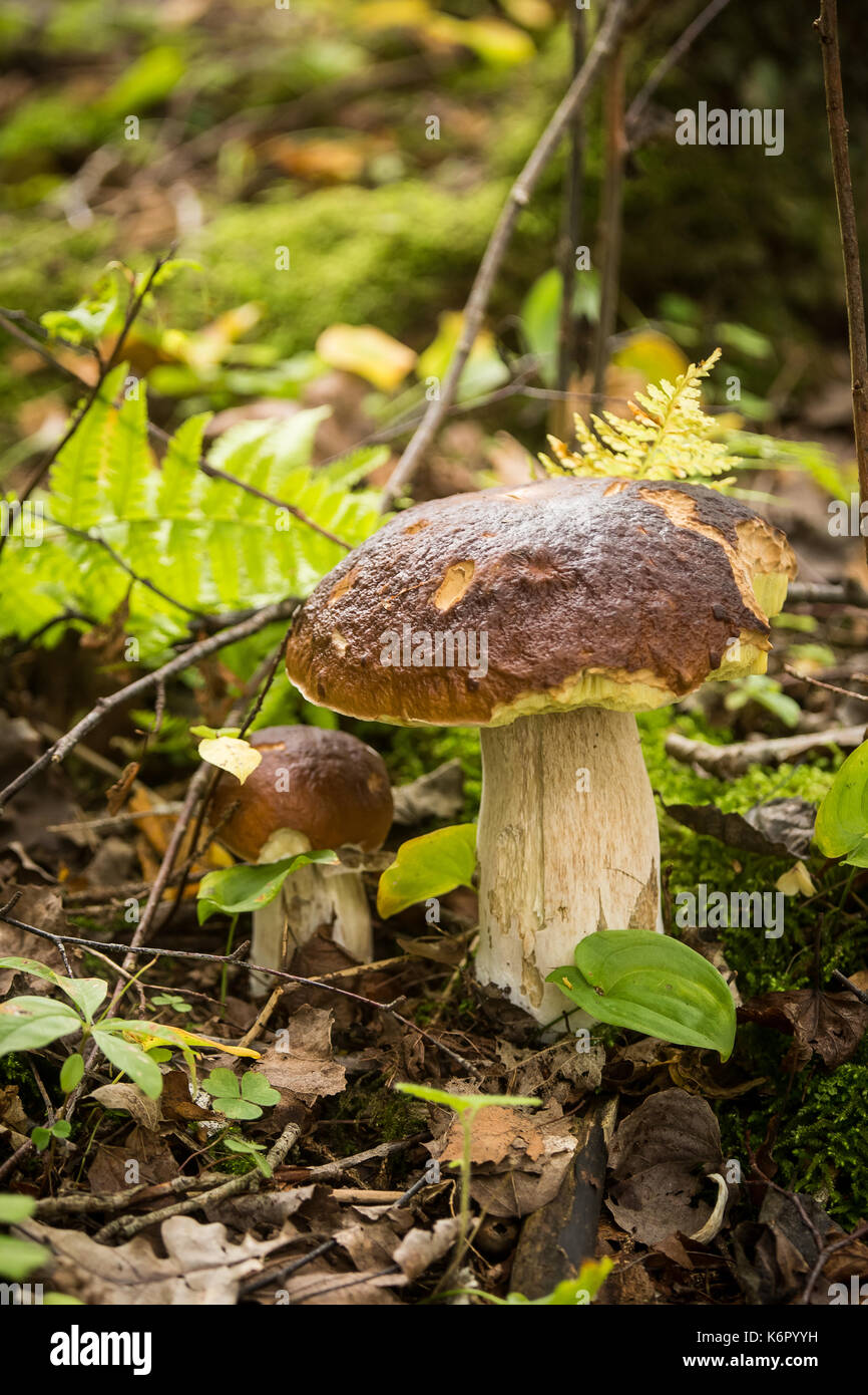 A beautiful mushrooms growing in the autumn forest Stock Photo