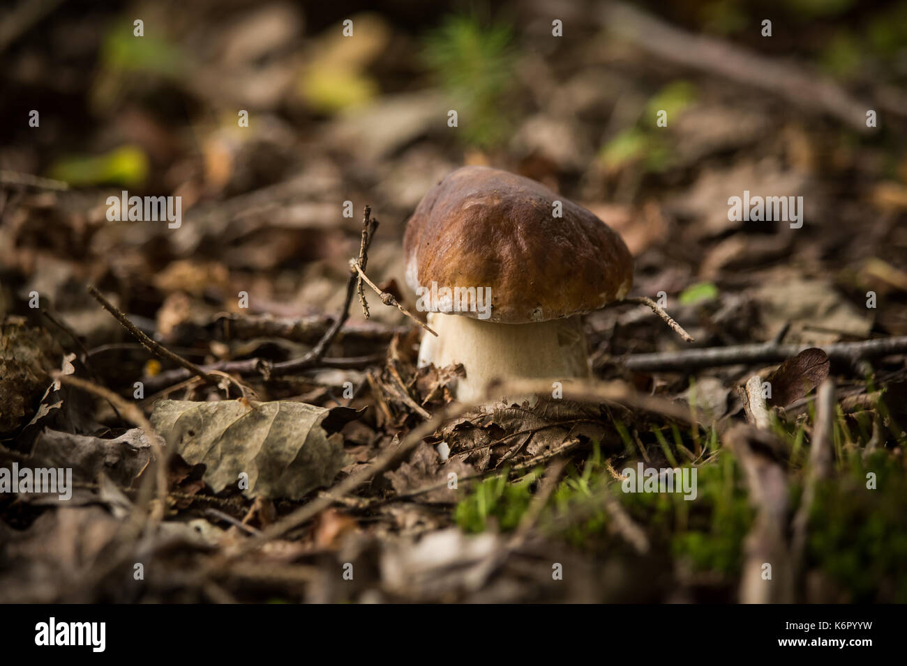 A beautiful mushrooms growing in the autumn forest Stock Photo