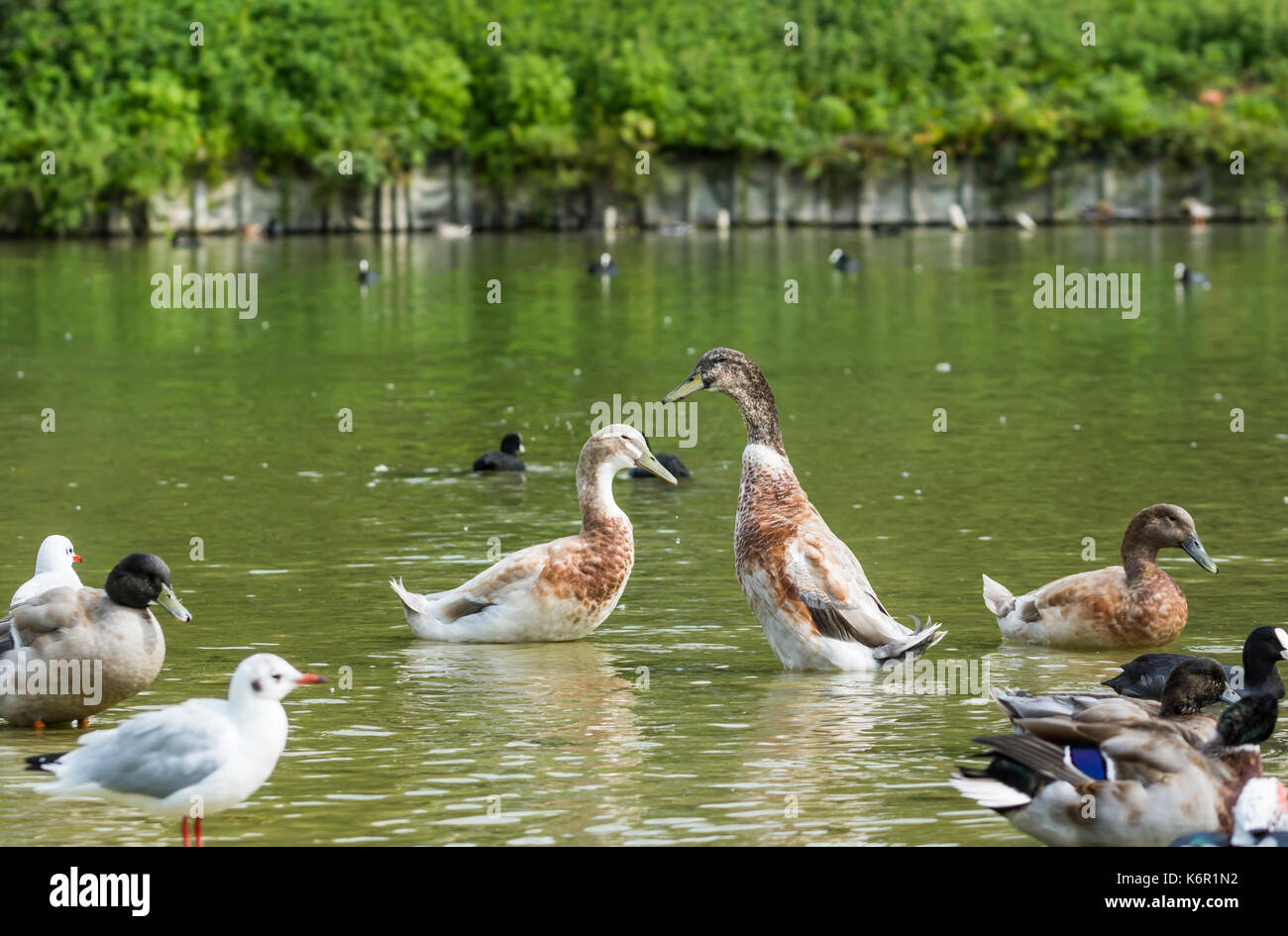 Indian Runner Ducks (Anas platyrhynchos domesticus) in a lake in West Sussex, England, UK. Stock Photo