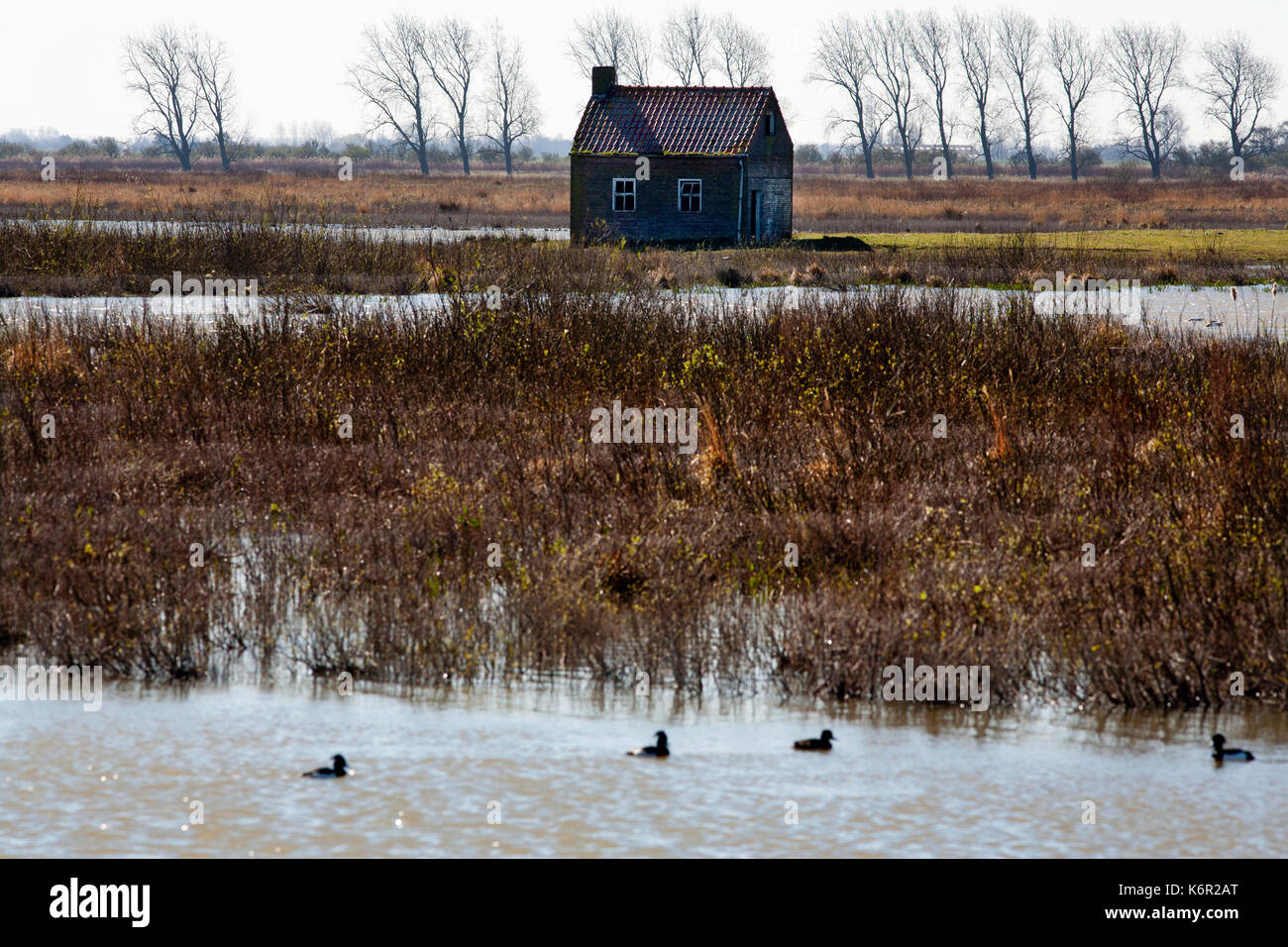 Most of the farms and houses in Tiengemeten, a freshwater tidal area in the Haringvliet estuary in the Netherlands, are abandoned and given back to na Stock Photo