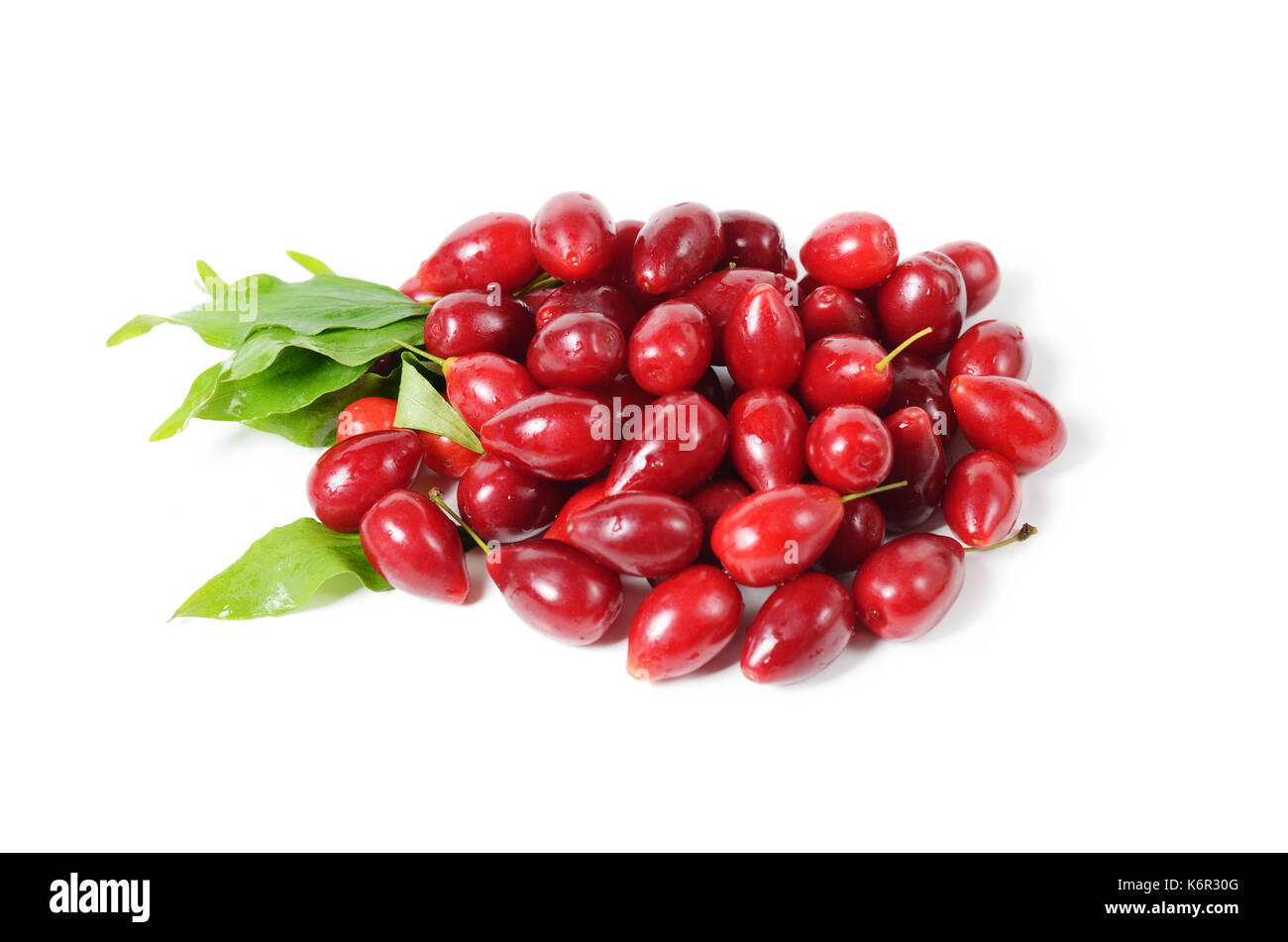 Red Dogwood Berries and leafs isolated on white background Stock Photo