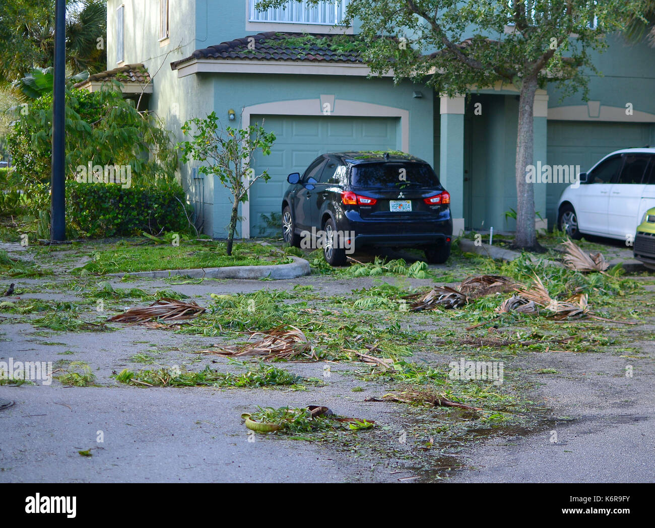 Hurricane Tropical Storm Palm Trees High Resolution Stock Photography ...