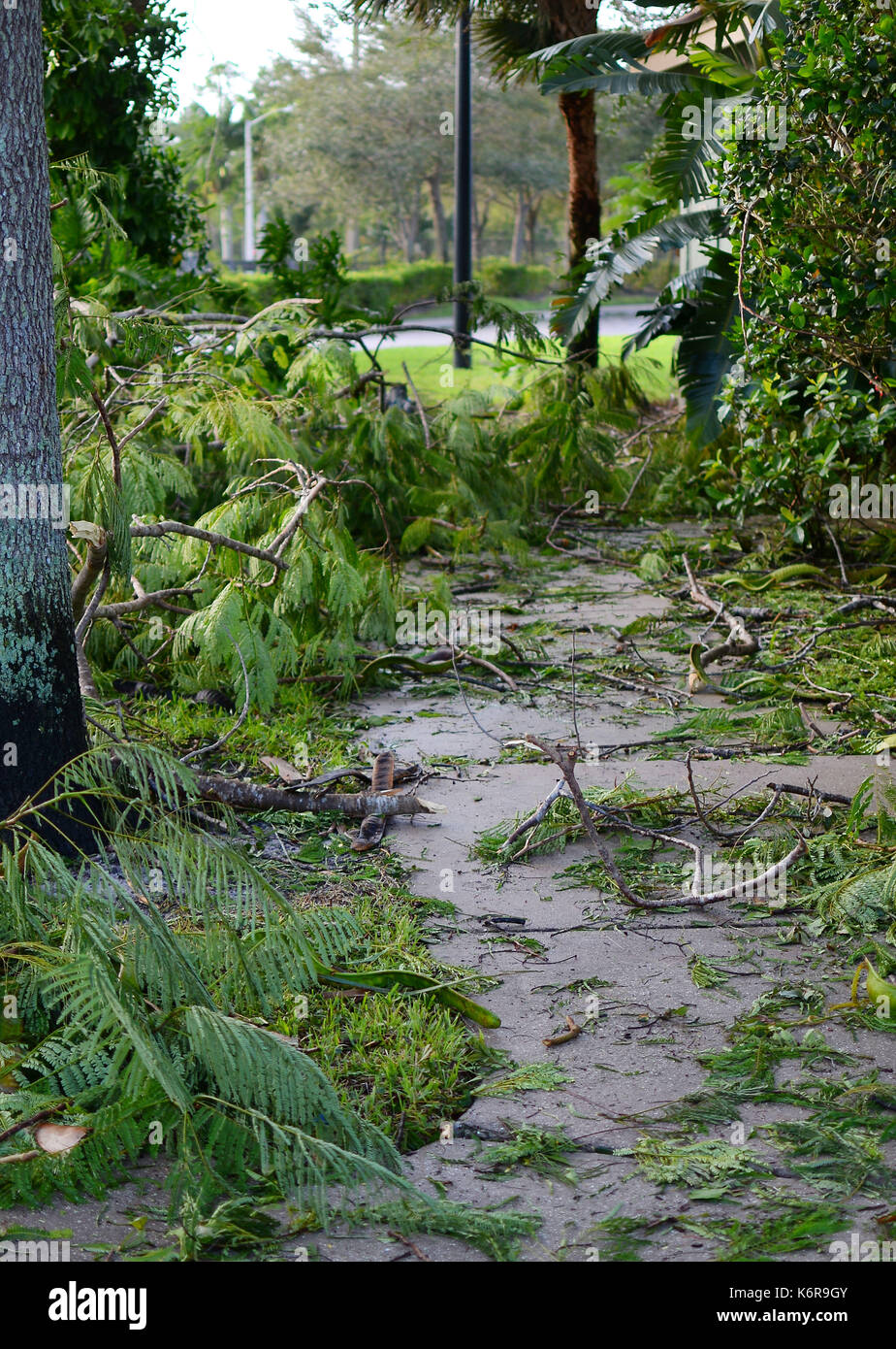 WEST PALM BEACH, FL - Sept 11, 2017: Aftermath pending cleanup of Hurricane Irma in a small neighborhood in Southern Florida showing many downed trees and branches but no structural damage Stock Photo