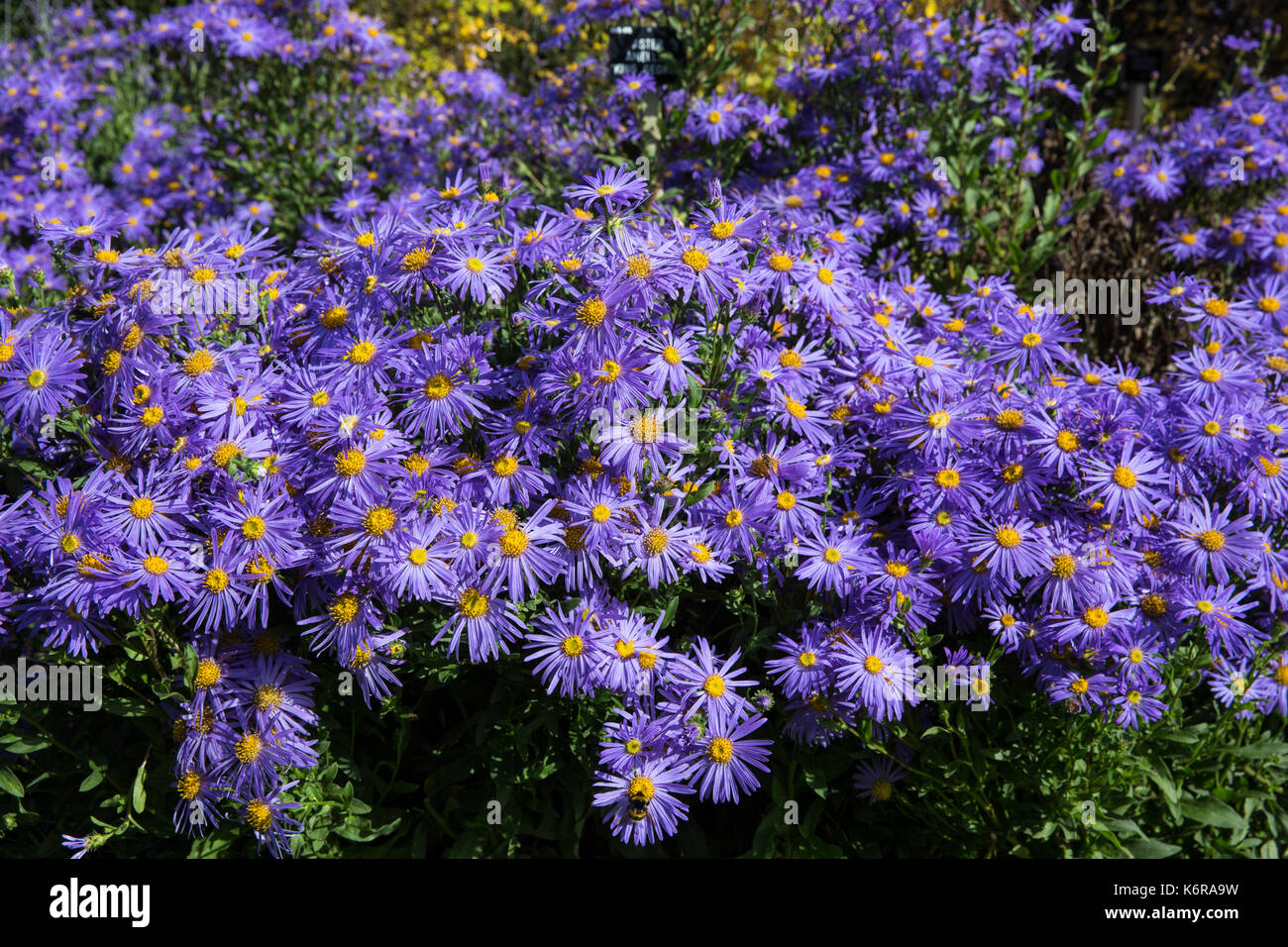Egham, UK. 13th Sep, 2017. Aster Amellus 'King George' in a herbaceous border at the Savill Garden. Created in the 1930s, the 35-acre Savill Garden contains a series of interconnected gardens and woodland including the Hidden Gardens, Spring Wood, the Summer Gardens, the New Zealand Garden, Summer Wood, The Glades, Autumn Wood and the Winter Beds. Credit: Mark Kerrison/Alamy Live News Stock Photo