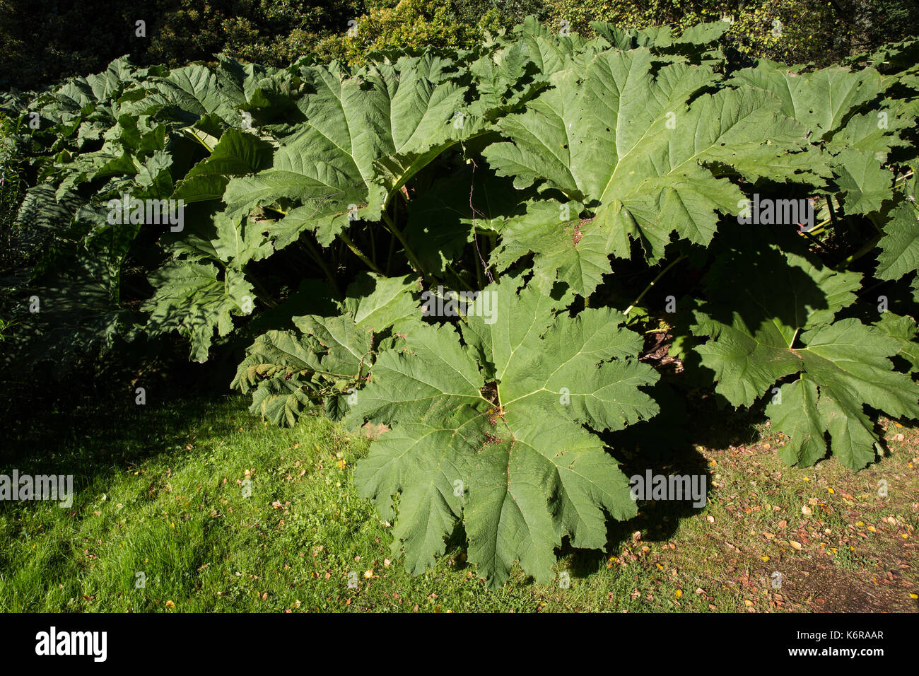 Egham, UK. 13th Sep, 2017. Gunnera manicata at the Savill Garden. Created in the 1930s, the 35-acre Savill Garden contains a series of interconnected gardens and woodland including the Hidden Gardens, Spring Wood, the Summer Gardens, the New Zealand Garden, Summer Wood, The Glades, Autumn Wood and the Winter Beds. Credit: Mark Kerrison/Alamy Live News Stock Photo