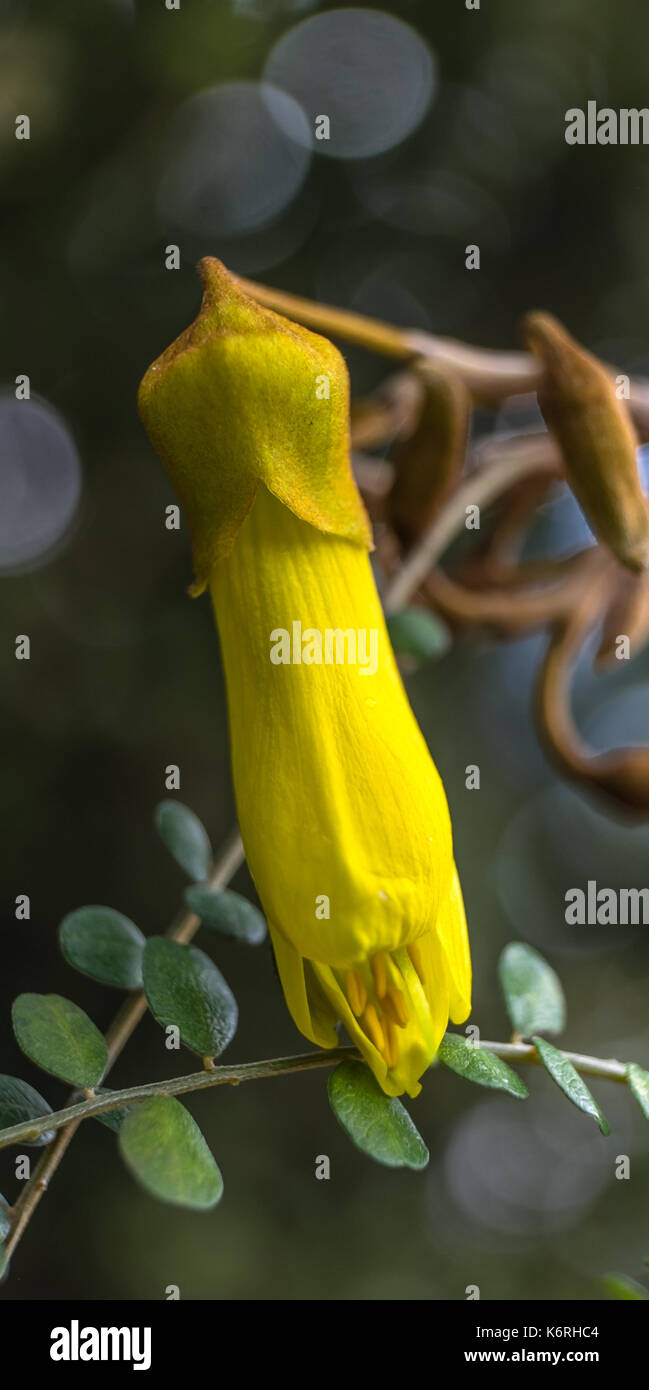 Nz native plants hires stock photography and images Alamy