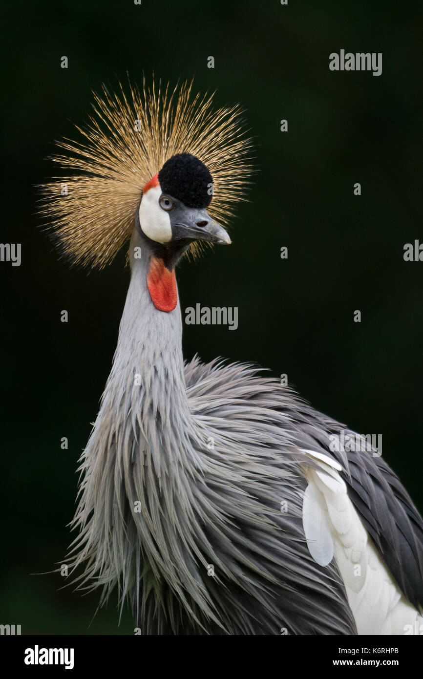 Portrait of a grey crowned crane with dark background Stock Photo - Alamy
