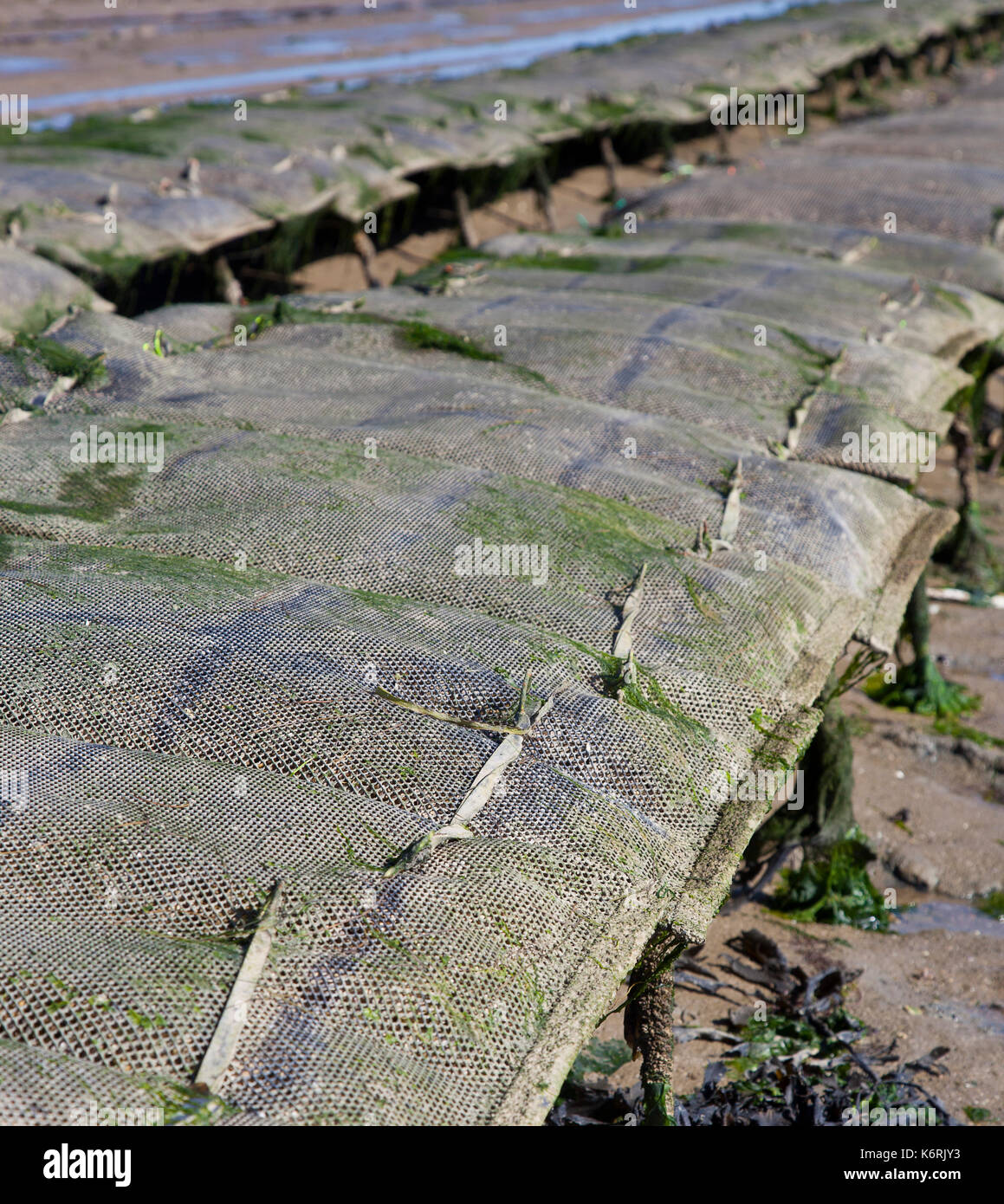 Close up of traditional oyster farm at Noirmoutier, Passage du Gois in France Stock Photo