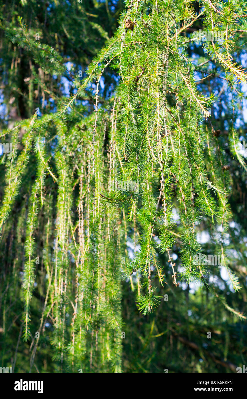 Spruce prickly branch hi-res stock photography and images - Alamy
