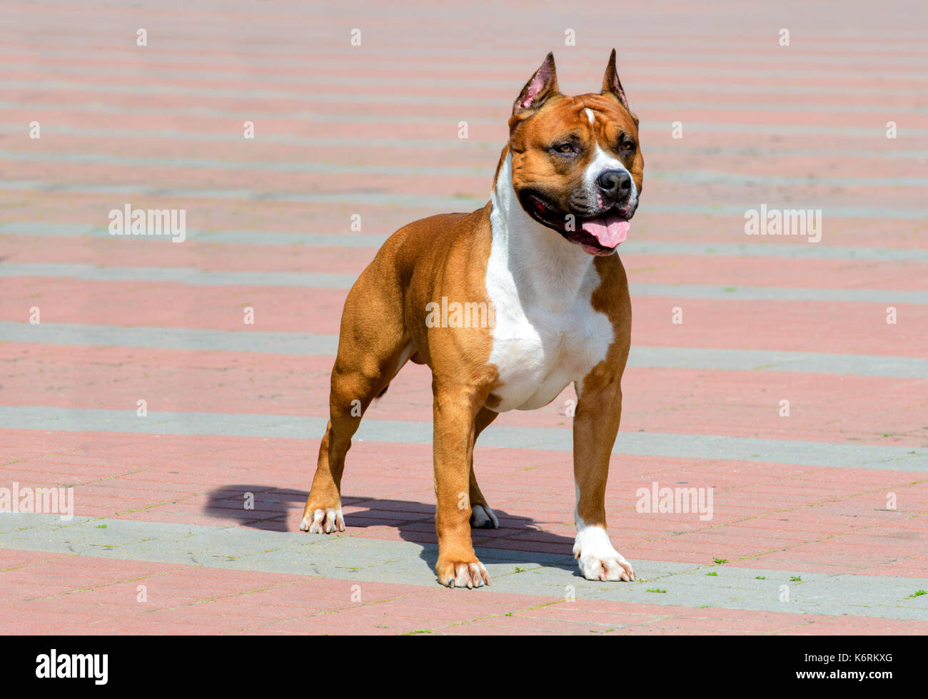 Sheep Sized High Resolution Stock Photography and Images - Alamy