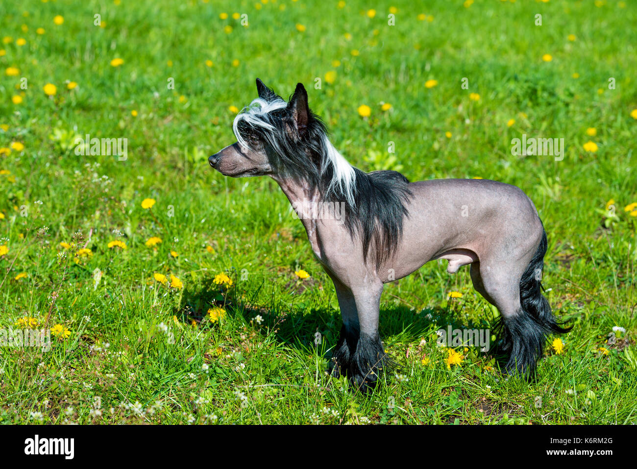 Chinese crested dog black. The Chinese crested dog walks on the grass of the park. Stock Photo