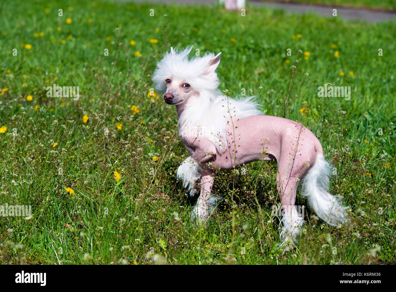 Chinese crested dog on the grass. The Chinese crested dog walks on the grass of the park. Stock Photo