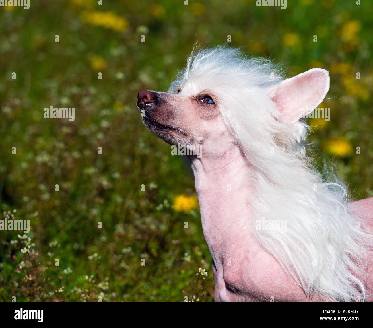 Chinese crested dog portrait. The Chinese crested dog walks on the grass of the park. Stock Photo