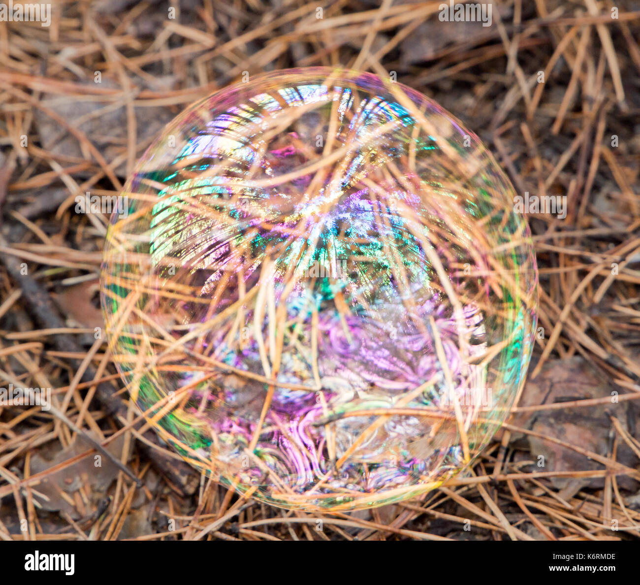 soap bubble against the autumn pine Forest background Stock Photo