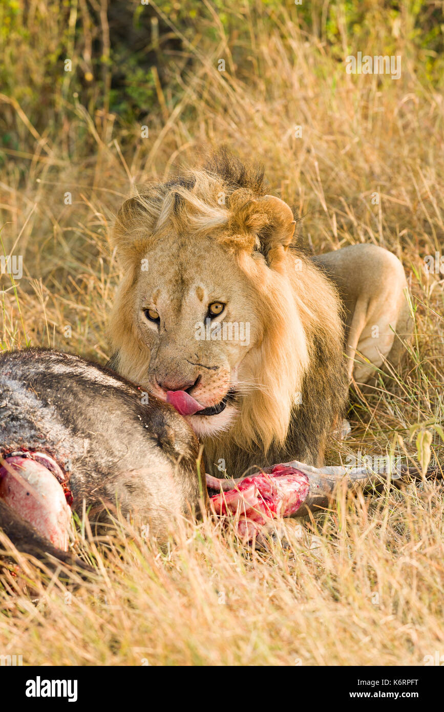 dead lions slow horses dead lions slow horses