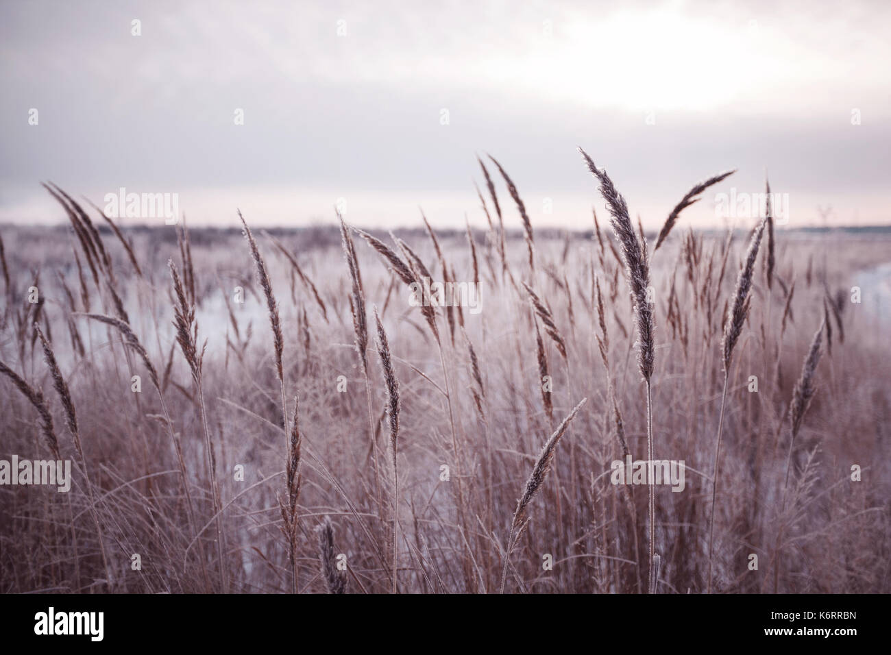 Photo of wild wheat spikelets in field. Stock Photo