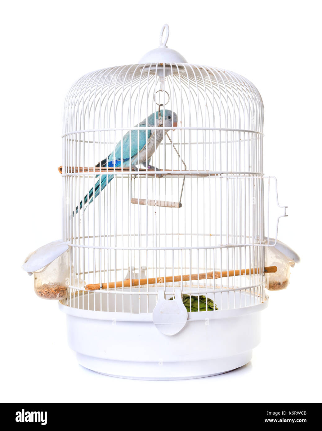 Monk parakeet in birdcage in front of white background Stock Photo