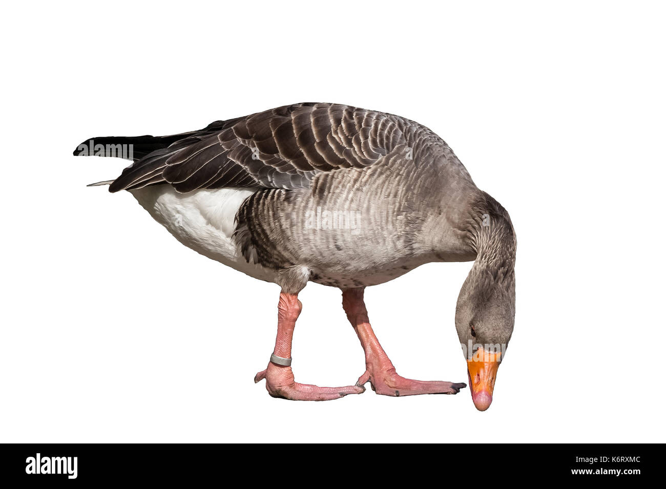 canada goose mulhouse canada goose mulhouse