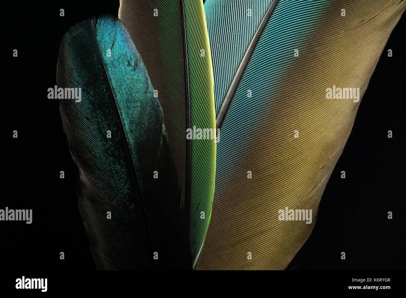 Colorful feathers in front of a black background Stock Photo - Alamy
