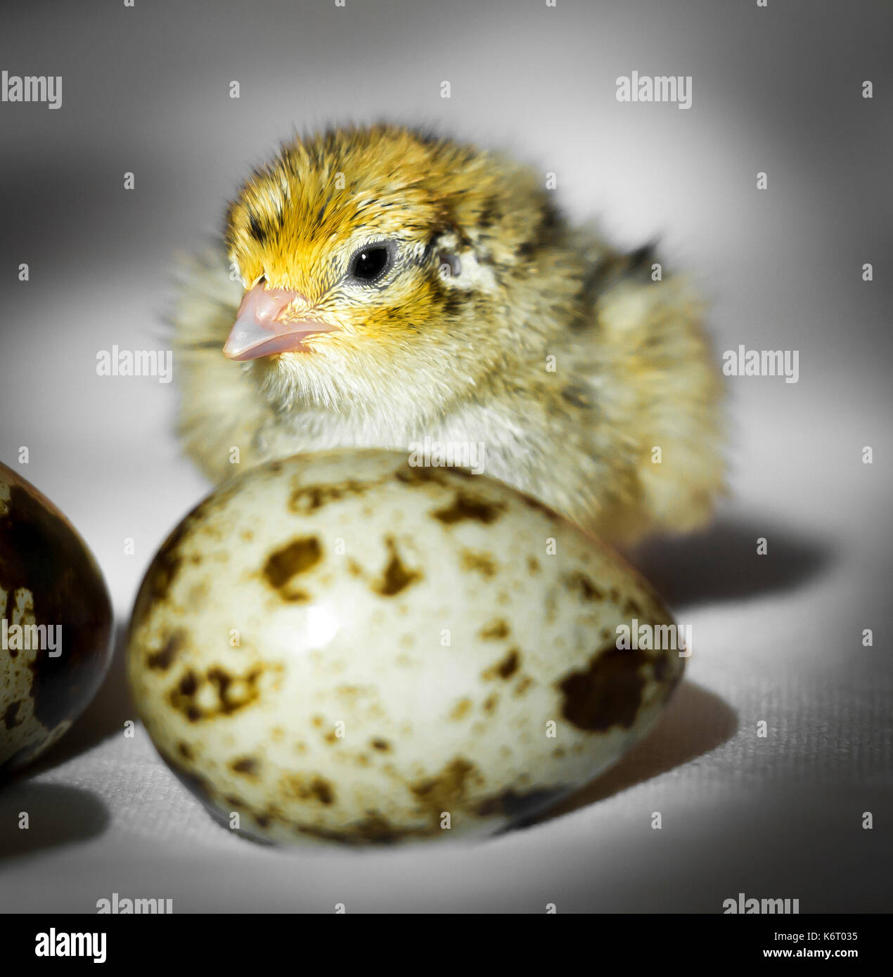Little quail chick sitting next to eggs Stock Photo Alamy