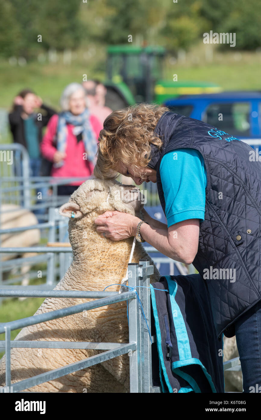 Woman cuddling her pet Southdown sheep at Henley country show, Oxfordshire, UK Stock Photo