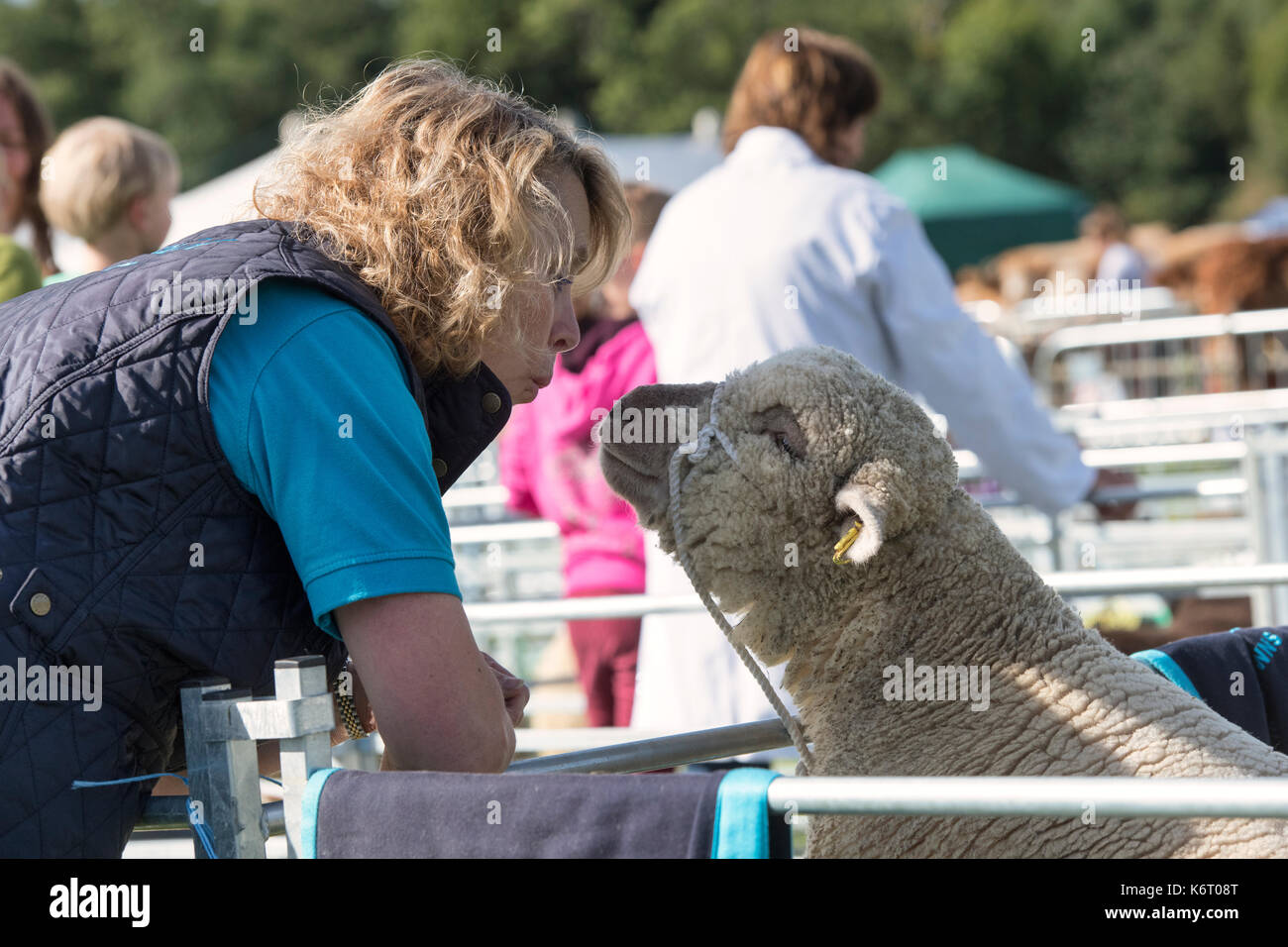 Woman kissing her pet Southdown sheep at Henley country show, Oxfordshire, UK Stock Photo