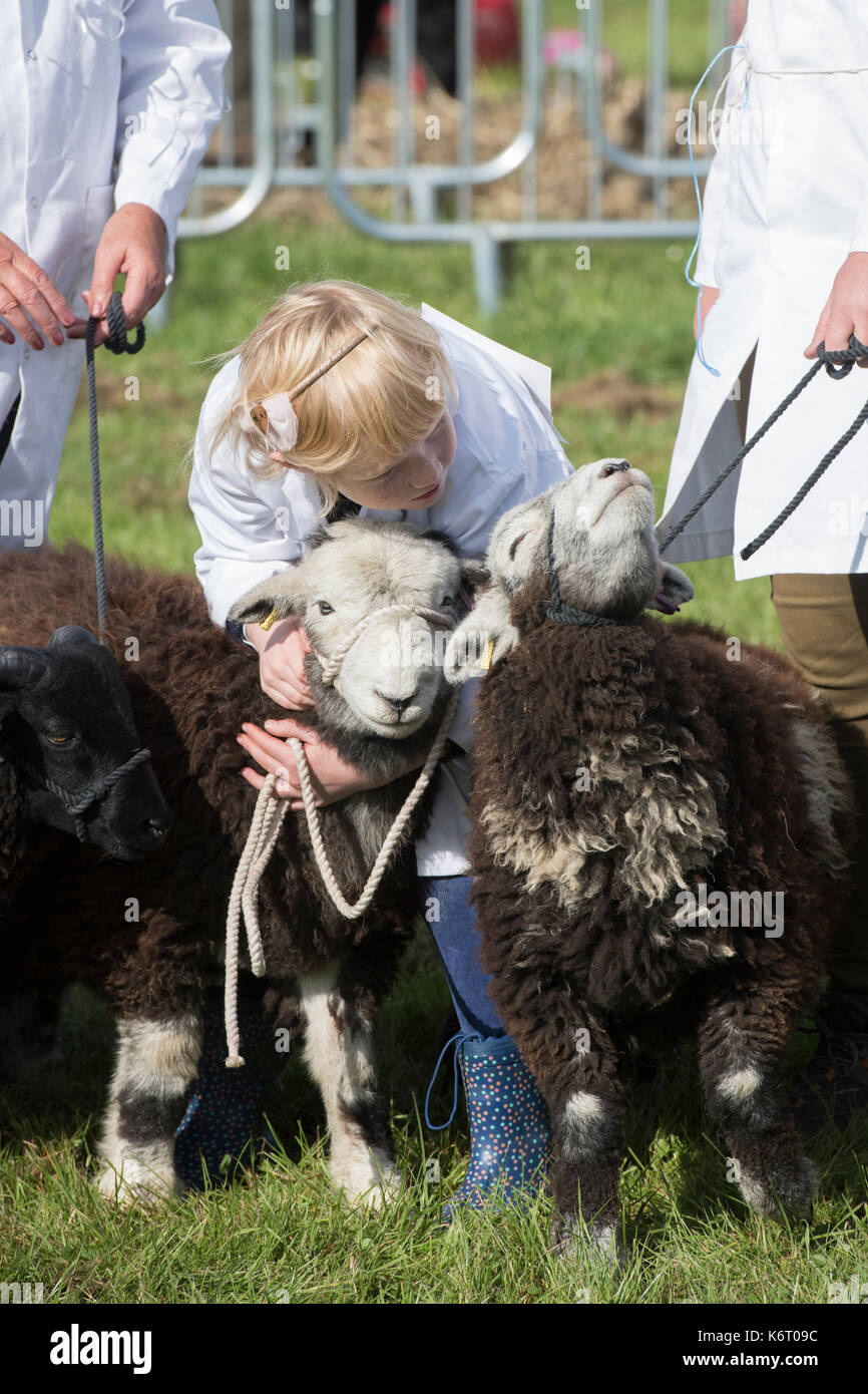 Young girl showing a Herdwick lamb at Henley country show, Oxfordshire, UK Stock Photo