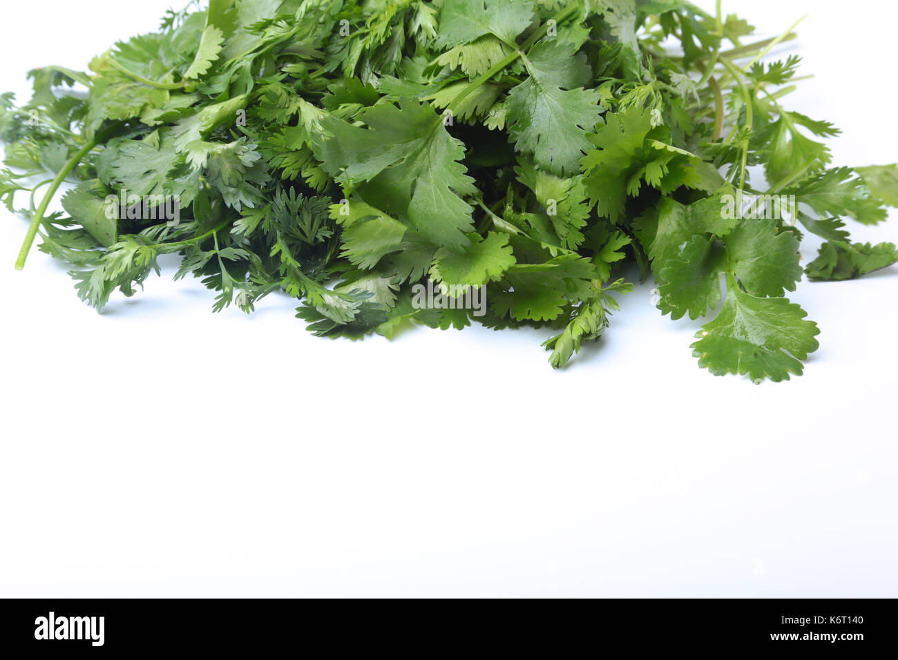 Fresh green cilantro, coriander leaves isolated on white background
