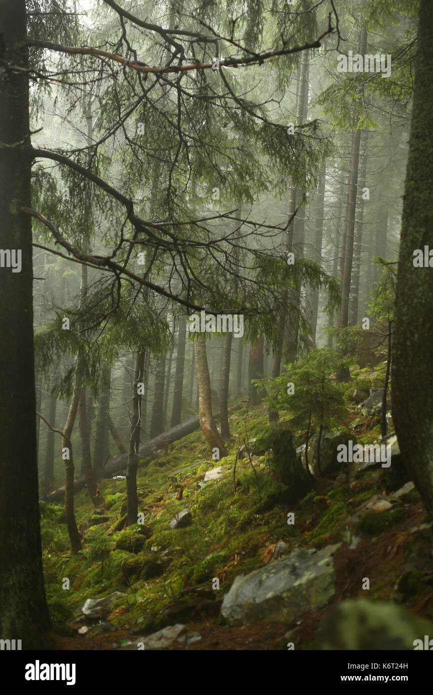vertical photo of pine trees in a forest with fog. Wonderfull landscape ...