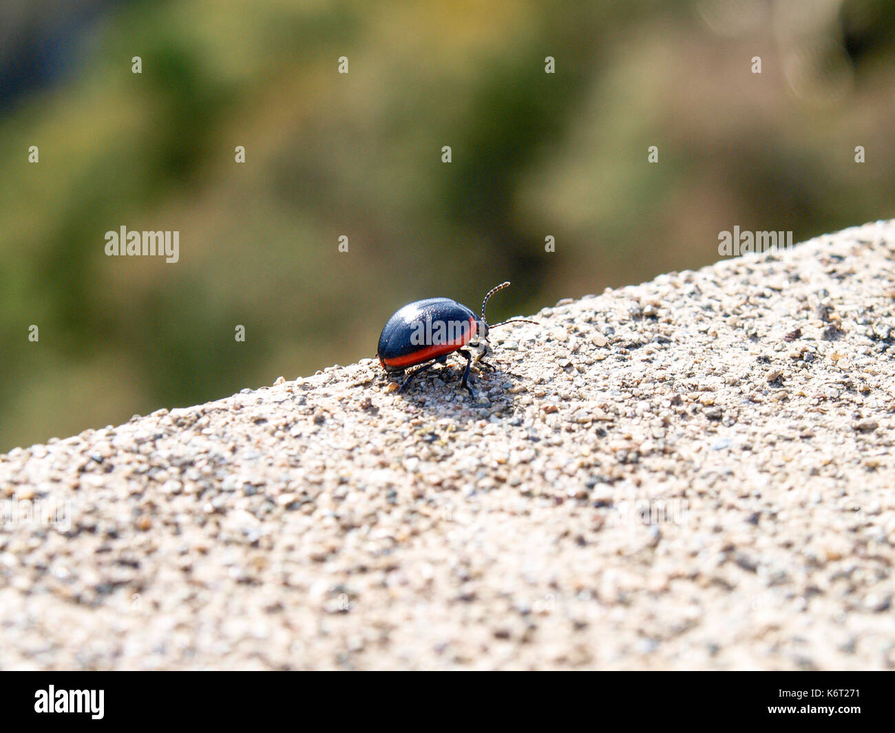 Lugano, Switzerland: Ladybird on the edge of the fence wall Stock Photo