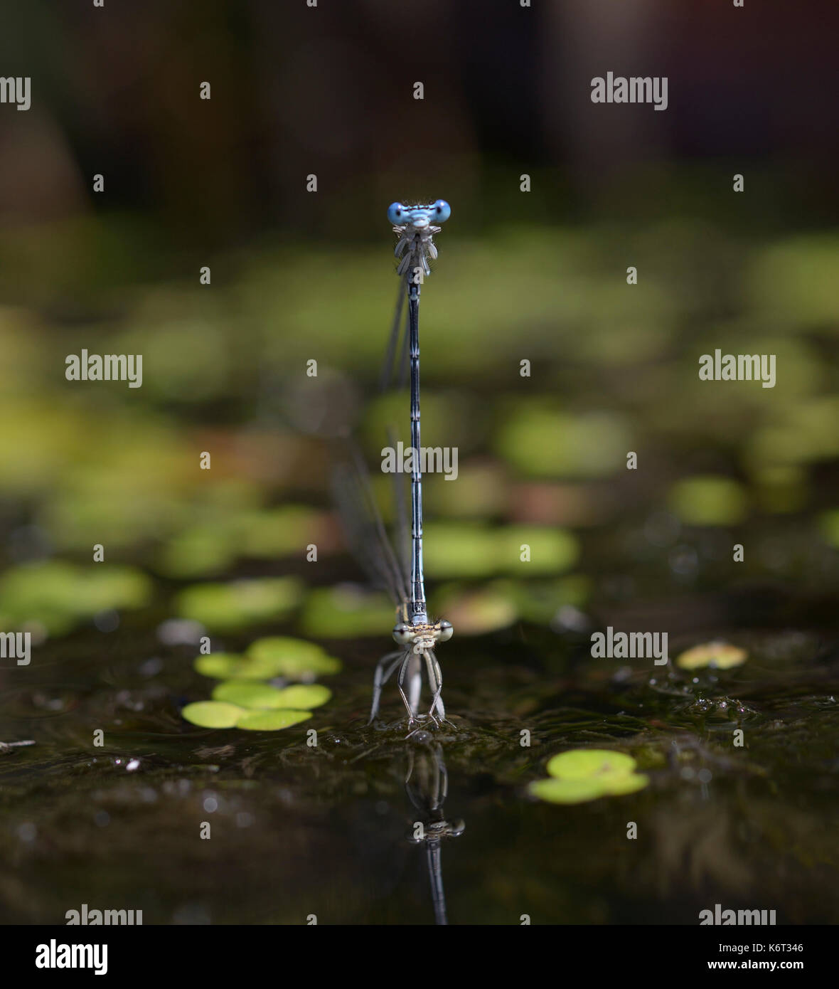 Damselflies, Lestidae, - laying eggs underwater in front of blurred background. Stock Photo