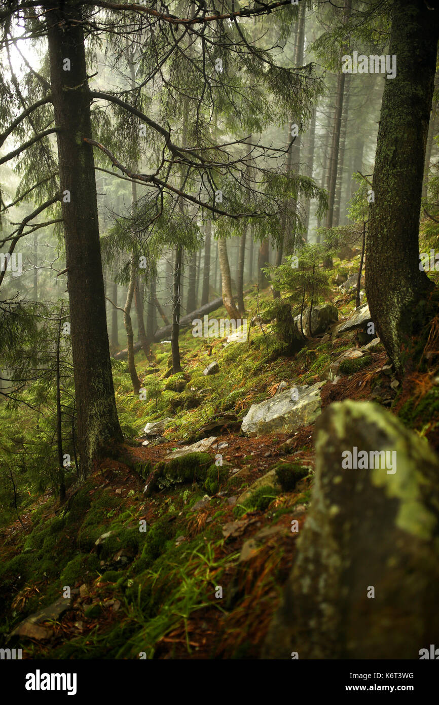vertical photo of pine trees in a forest with fog Stock Photo - Alamy
