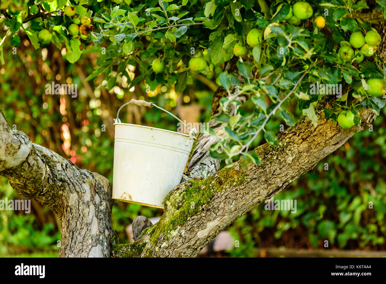 Metal bucket leaning against branches in an apple tree waiting to be used during harvest. Stock Photo