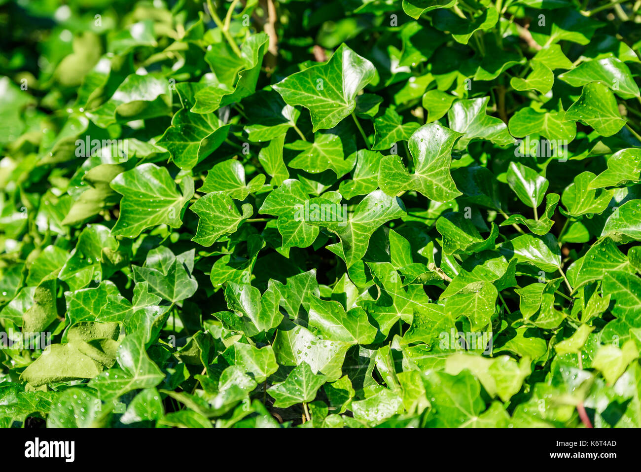 Green ivy leaves background, some with small water droplets. Stock Photo