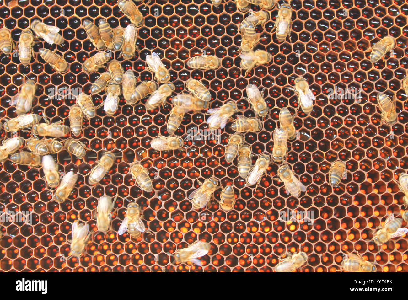 honey bee Stock Photo