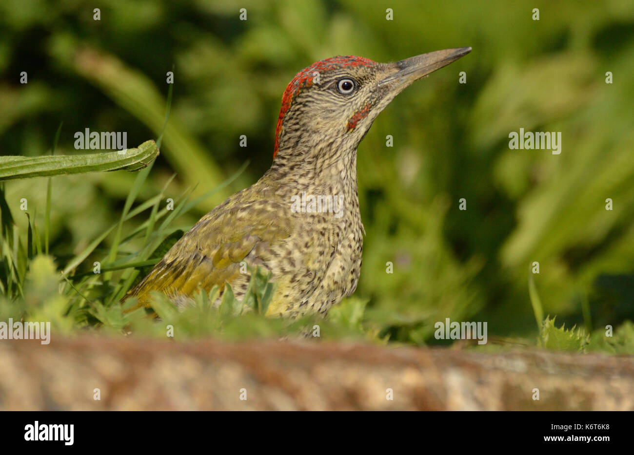 Green Woodpecker profile Stock Photo