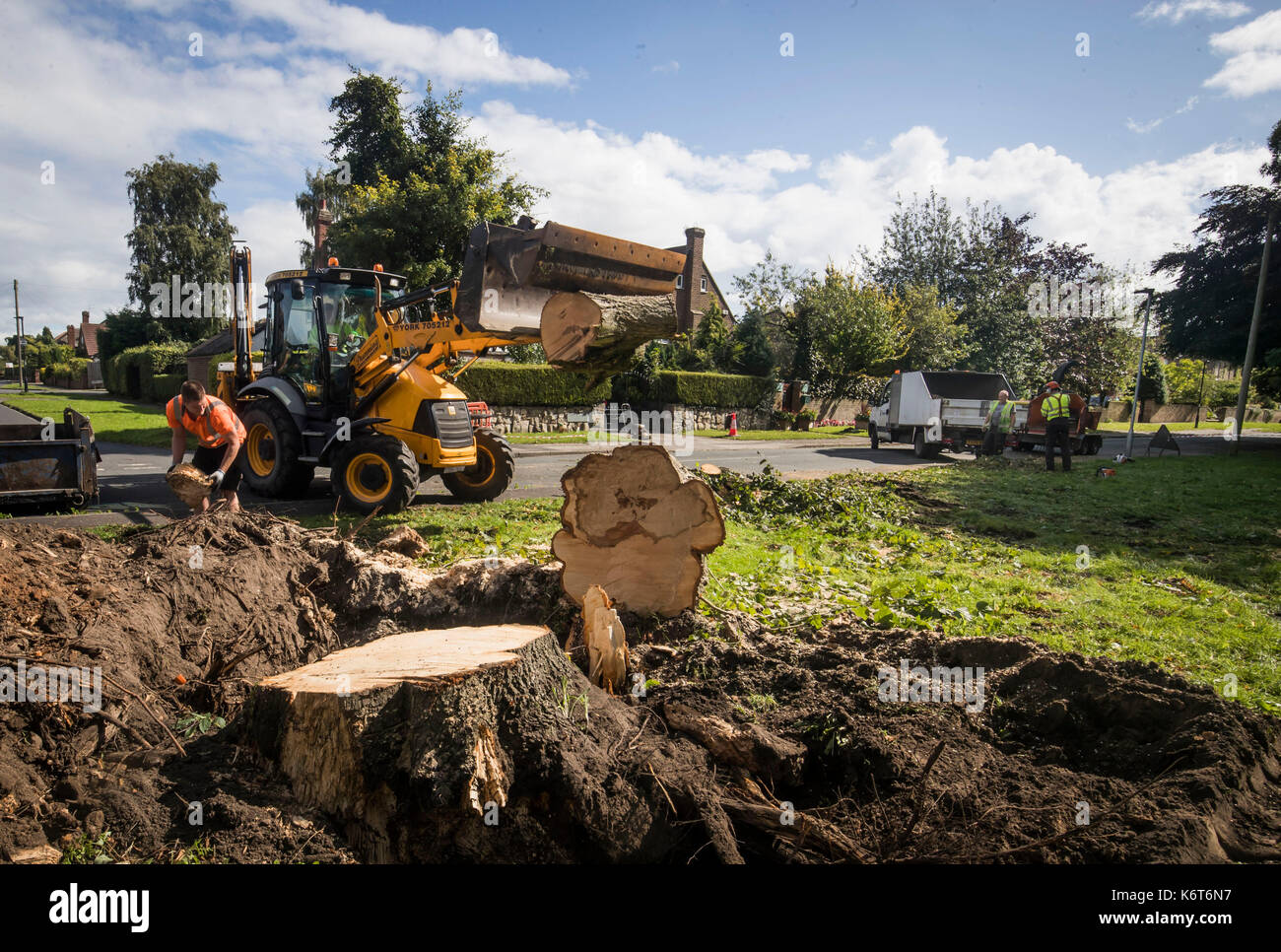 Workers remove a tree in Nether Poppleton, Yorkshire, felled during Storm Aileen, which brought howling gusts and heavy showers to parts of the UK. Stock Photo